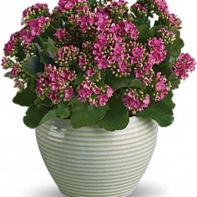 Pink flowering plant in a striped ceramic pot
