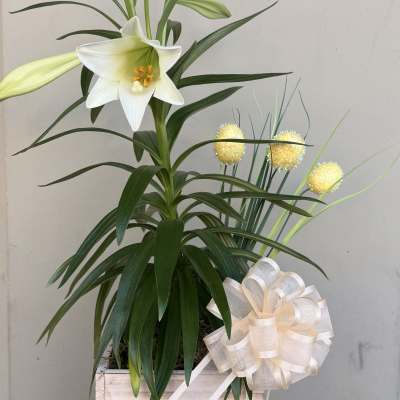 White lily in a wooden box with a cream ribbon bow
