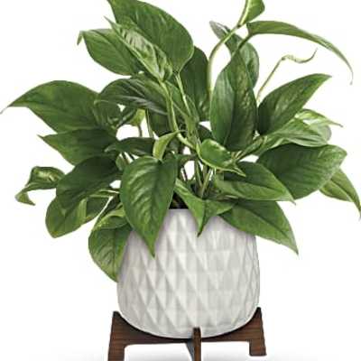 Potted green houseplant in a white textured planter on a wooden stand
