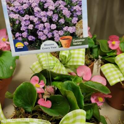 Potted pink flowering plant with a green gingham bow and plant tag