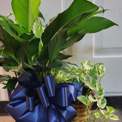 Basket of green houseplants with a large navy ribbon bow