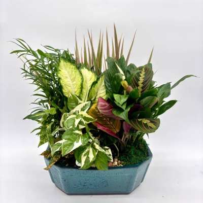 Assorted potted houseplants with variegated foliage in a low teal ceramic container