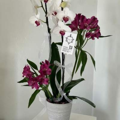 White and magenta orchids in a white pot with ribbon