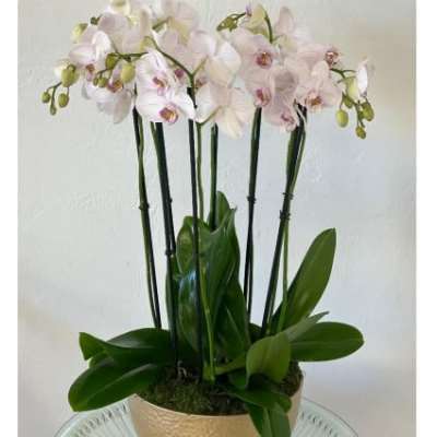 Potted orchid arrangement with pale pink blooms in a gold container