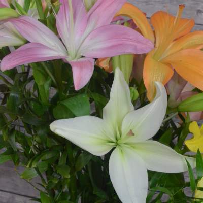Bouquet of pink, white, and orange lilies in a glass vase