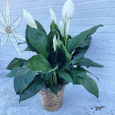 White peace lilies in a woven basket planter