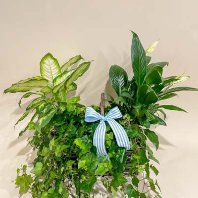 Basket of green houseplants with a blue striped bow
