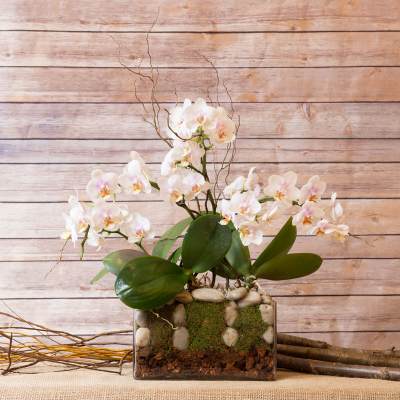 LUXURY DWARF OVAL ORCHID