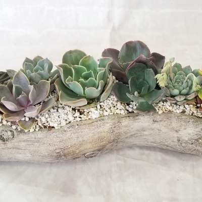 Log Succulent Planter