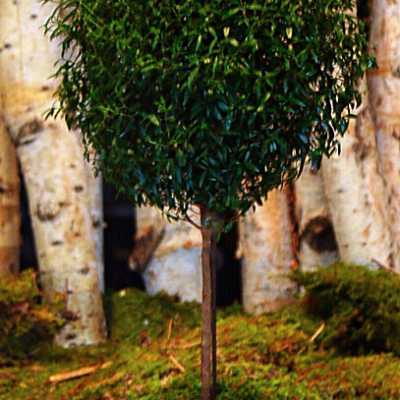 MYRTLE TOPIARY TREE