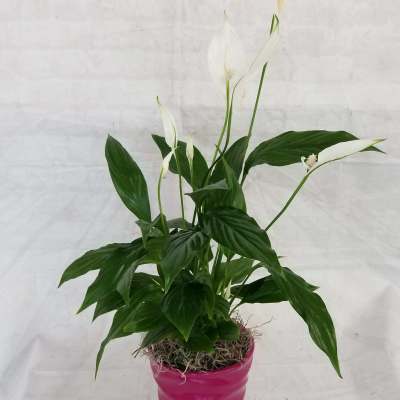 4" Peace Lily Plant
