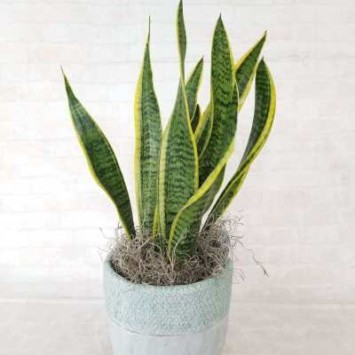 6" Snake Plant
