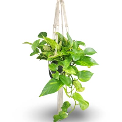 Hanging potted plant with trailing green leaves in a macrame hanger