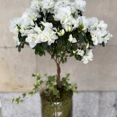 "The Master's Azalea"