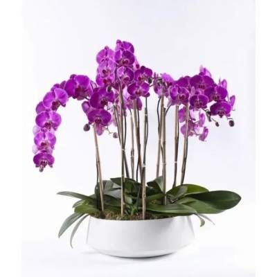 Purple orchids in a white planter