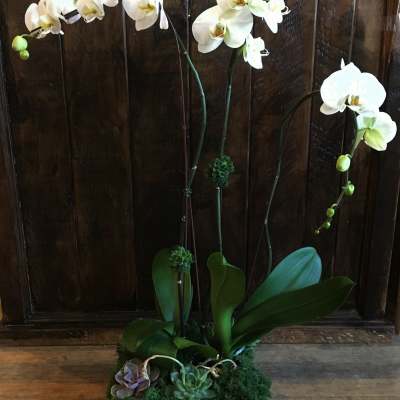 White orchids in a black planter with succulents and moss