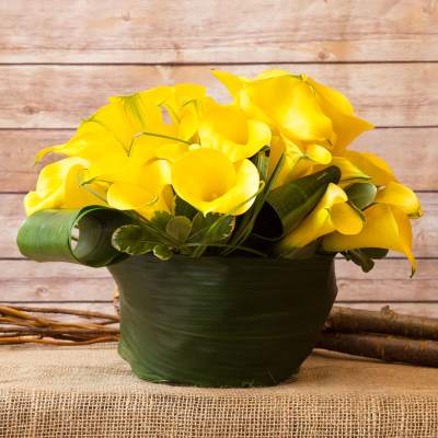 CALLA LILIES ARRANGEMENT