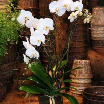 Triple Stem White Orchid