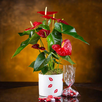 Potted anthurium plant with red blooms and a small bag of chocolates