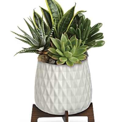 Succulent arrangement in a white textured pot on a wooden stand