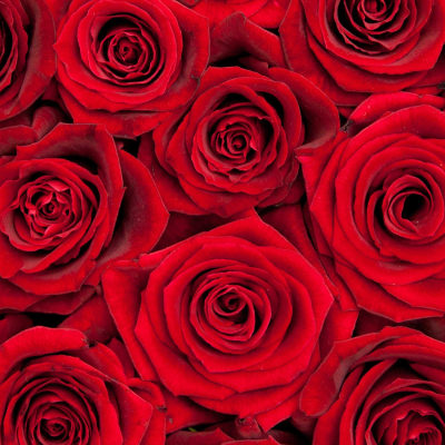 Close-up of tightly packed red roses