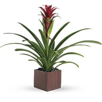Potted plant with long green leaves and a red flower spike