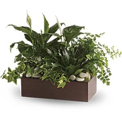 Rectangular planter with lush green houseplants and white blooms