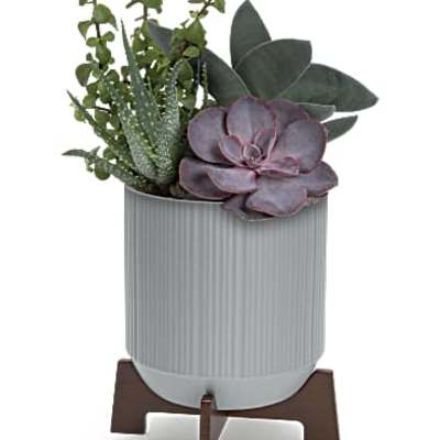 Succulent arrangement in a ribbed gray pot on a wooden stand