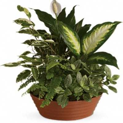 Potted green houseplant arrangement with a white spathe flower