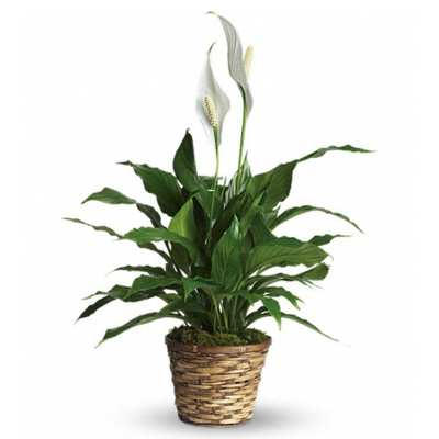 Potted peace lily with white blooms in a woven basket planter