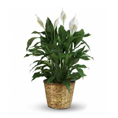 Potted peace lily plant with white blooms in a woven basket