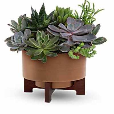 Potted succulent arrangement in a round planter on a wooden stand