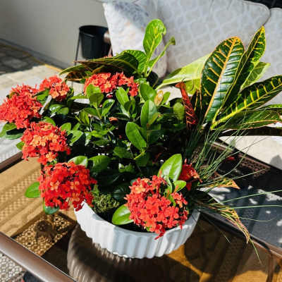 Patio Paradise Planter, St Augustine Florist