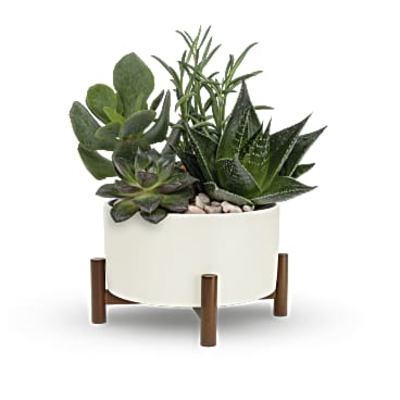 Succulent arrangement in a white planter on a wooden stand