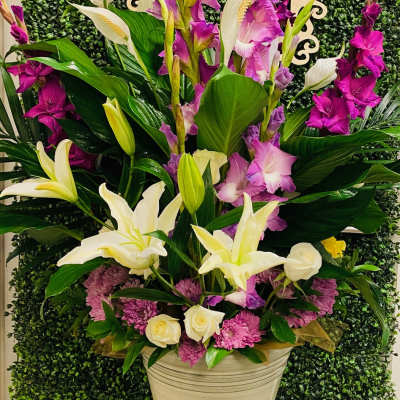 Peace Lily Elevation Plantscape