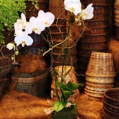 White orchids arranged in a square glass vase