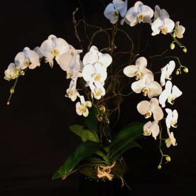 Orchid in Ceramic Pot