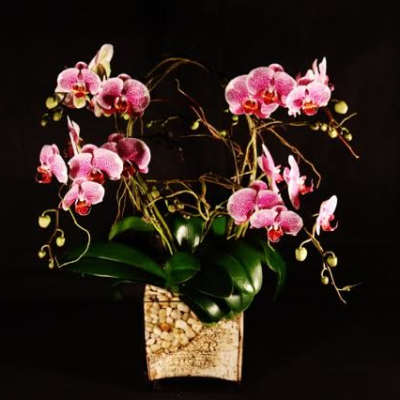 Pink orchids arranged in a decorative vase