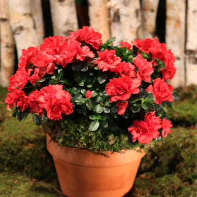 Potted arrangement of red carnations in a terracotta pot