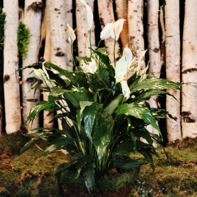 White peace lilies arranged in front of birch logs
