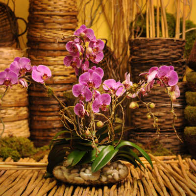 Purple orchids arranged in a glass bowl with stones