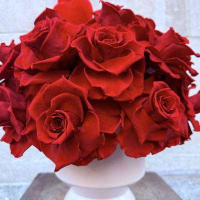 Stunning preserved red roses!