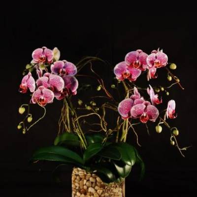 Pink orchids in a textured square pot against a black background