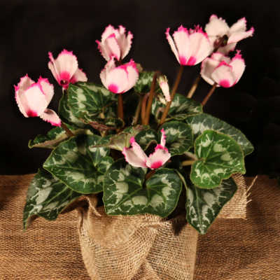 CYCLAMEN PLANT