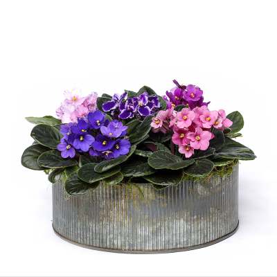 Potted African violets in pink, purple, and lavender blooms