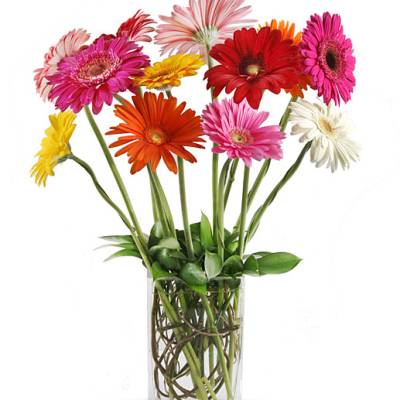 Colorful gerbera daisies in a clear glass vase