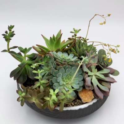 A shallow bowl filled with assorted succulents and small yellow blooms.