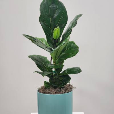 6" Fiddle Leaf Plant