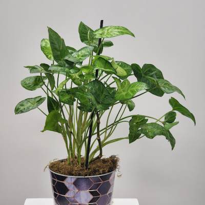 Potted green houseplant in a patterned container