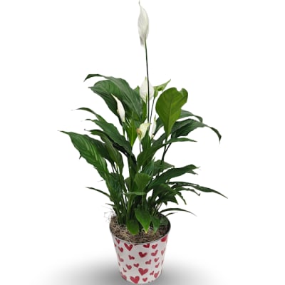 6" Peace Lily Plant